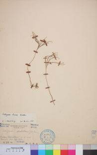 Specimen thumbnail